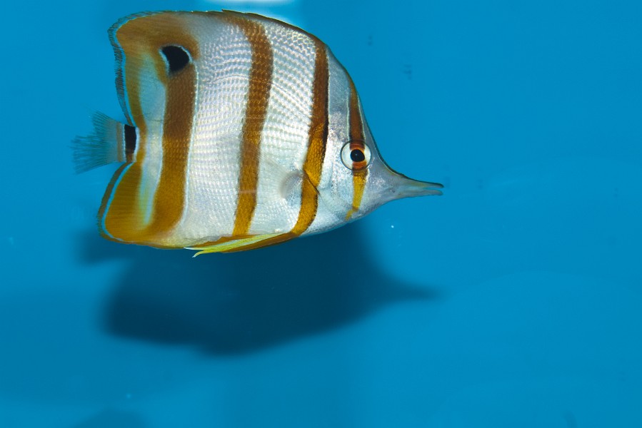 Cooperband Butterflyfish (Chelmon rostratus) in Aquarium